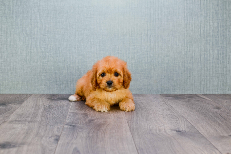 Cavapoo Puppy for Adoption