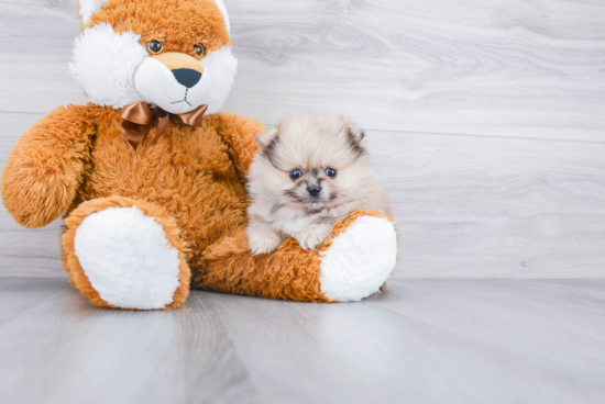 Cute Pomeranian Purebred Puppy