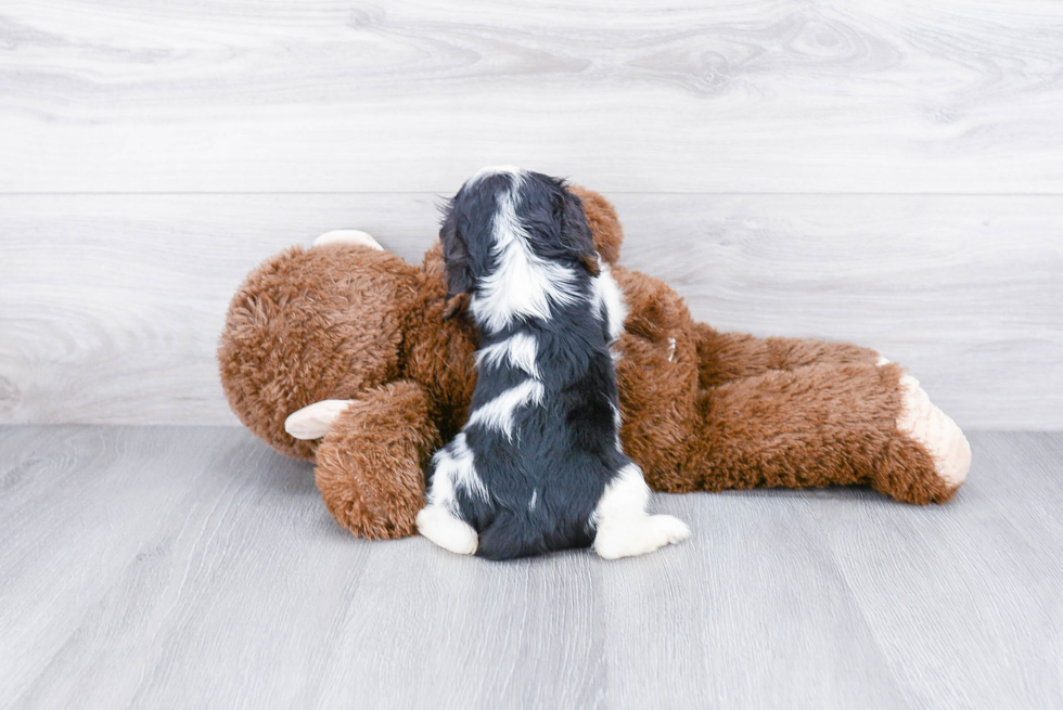 Akc Registered Cavalier King Charles Spaniel Purebred Pup