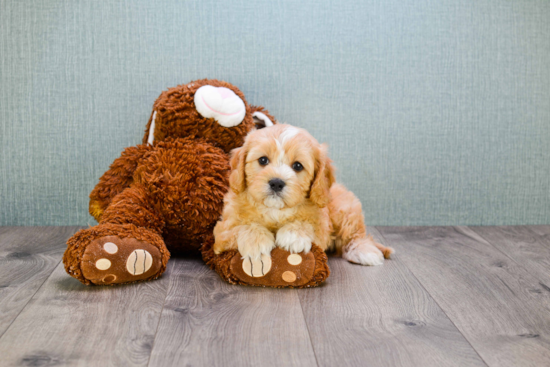 Popular Cavapoo Poodle Mix Pup