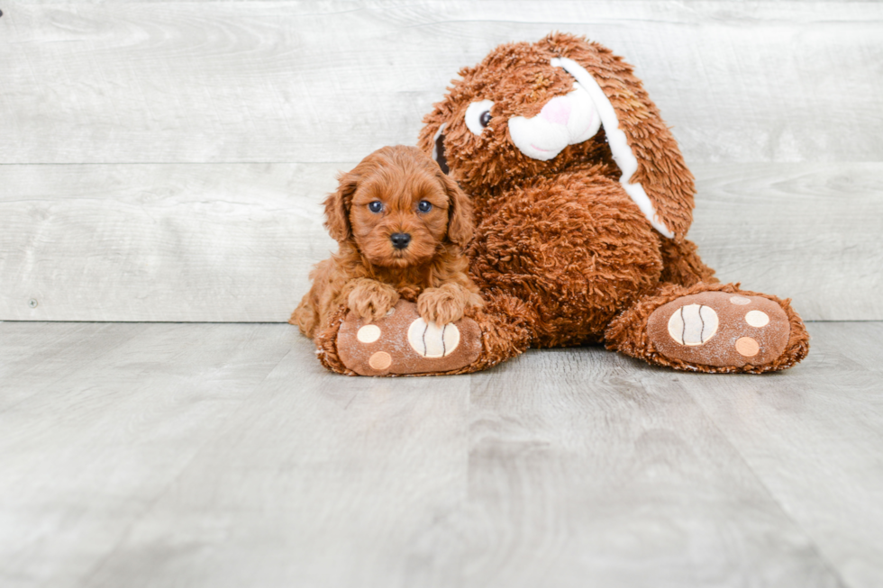 Cavapoo Puppy for Adoption