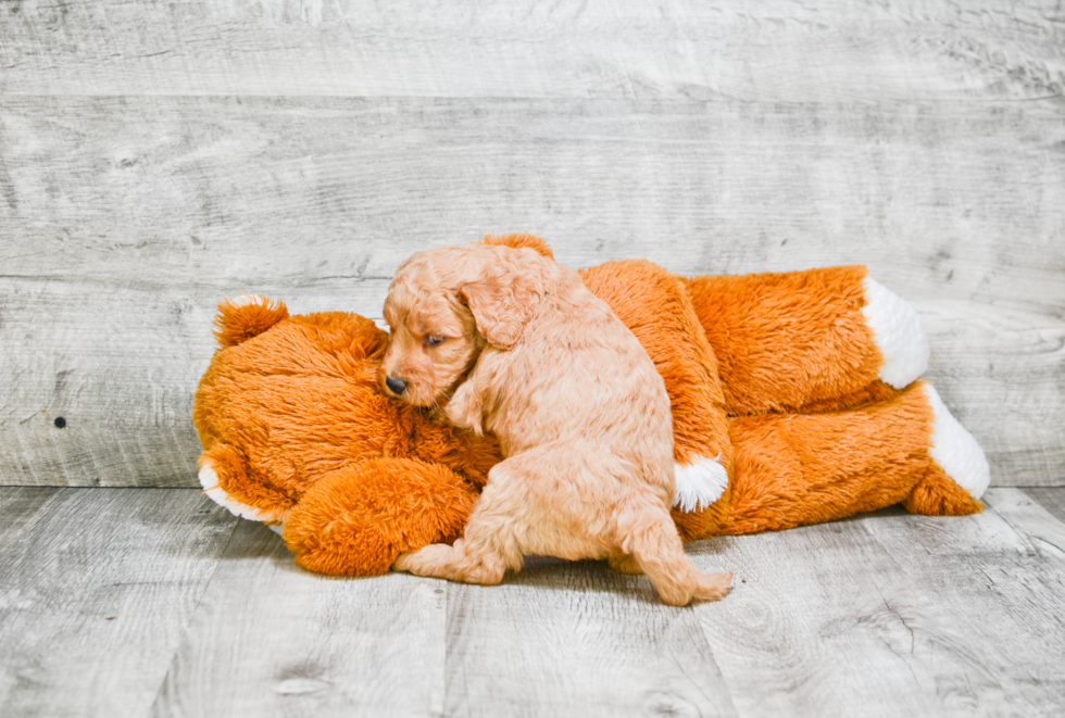 Best Mini Goldendoodle Baby