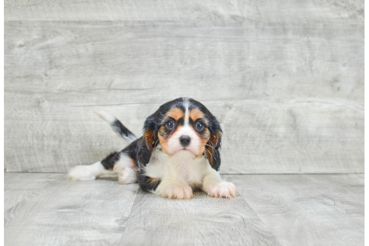 Happy Cavalier King Charles Spaniel Purebred Puppy