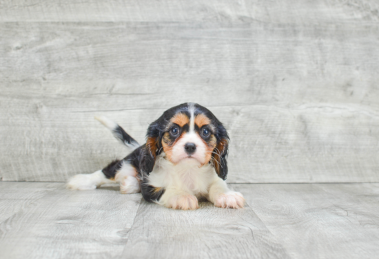 Happy Cavalier King Charles Spaniel Purebred Puppy