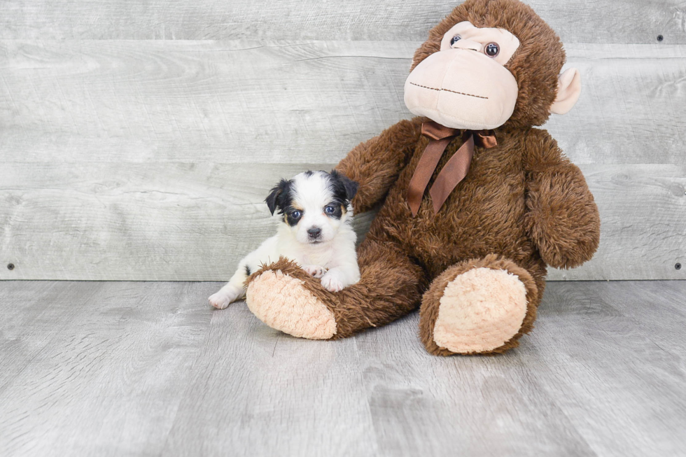 Playful Bernadoodle Poodle Mix Puppy