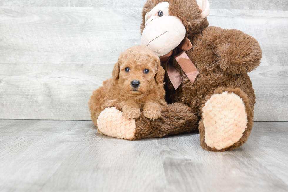 Cute Mini Goldendoodle Baby