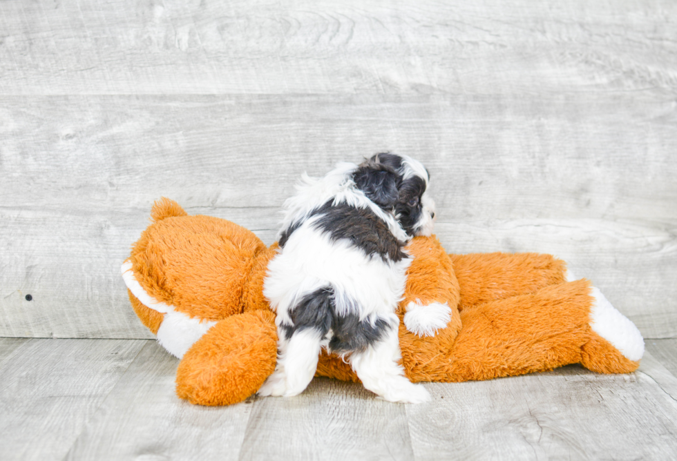 Teddy Bear Pup Being Cute