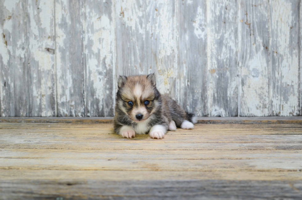 Popular Pomsky Designer Pup