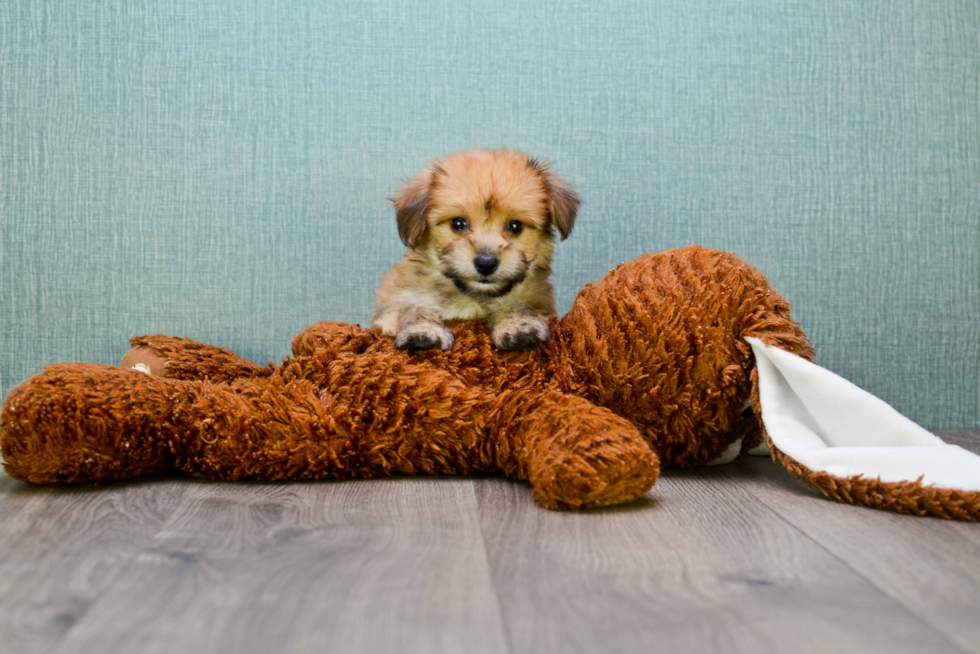 Morkie Puppy for Adoption