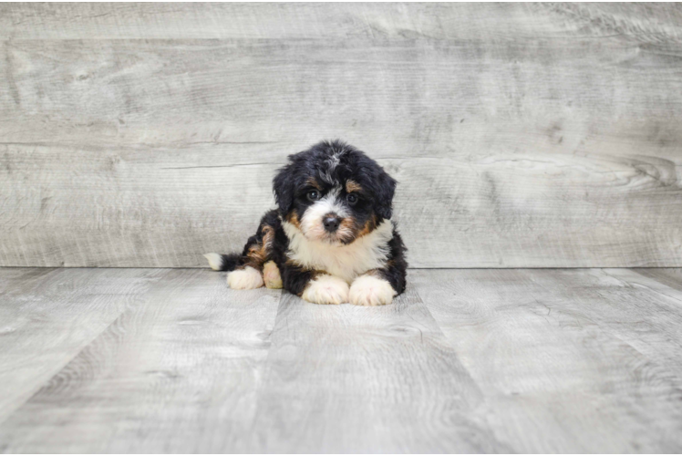 Smart Mini Bernedoodle Poodle Mix Pup