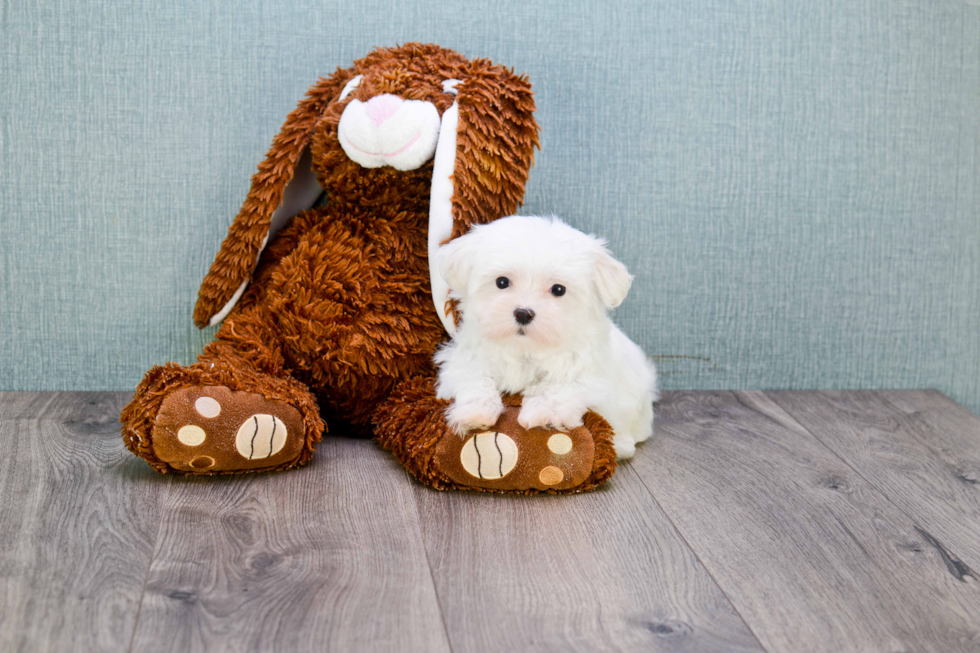 Maltese Puppy for Adoption