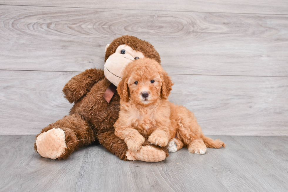 Best Mini Goldendoodle Baby