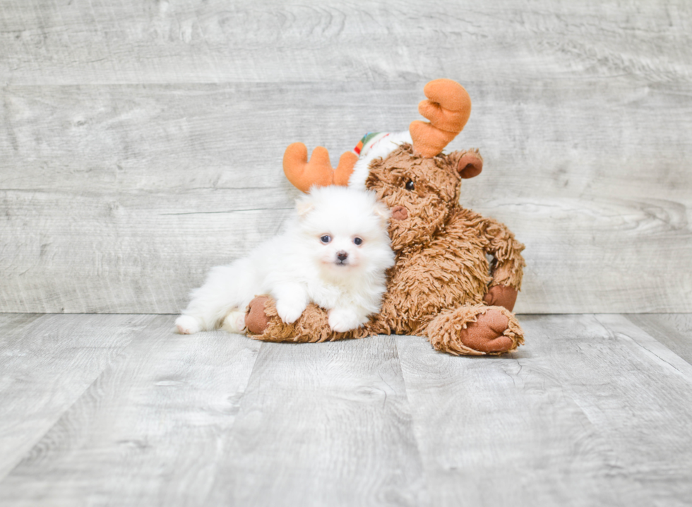 Sweet Pomeranian Purebred Puppy