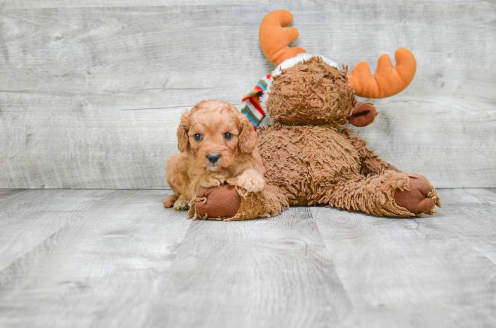 Popular Cavapoo Poodle Mix Pup