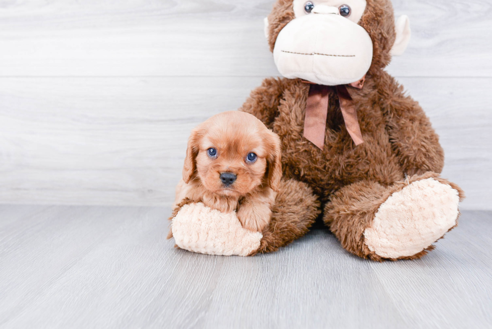 Hypoallergenic Cavalier King Charles Spaniel Purebred Pup