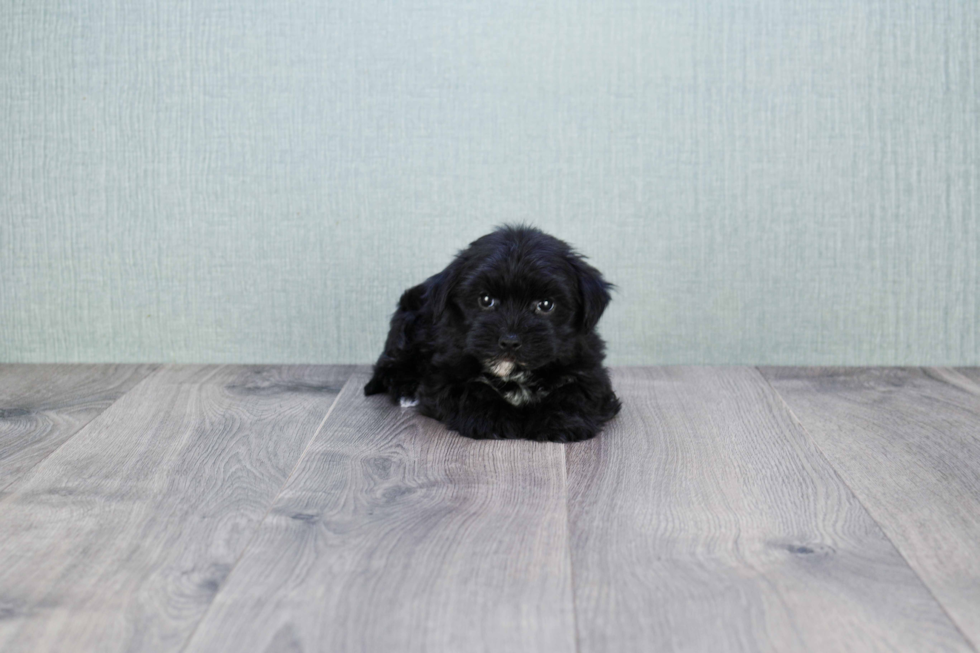 Hypoallergenic Yorkie Designer Puppy