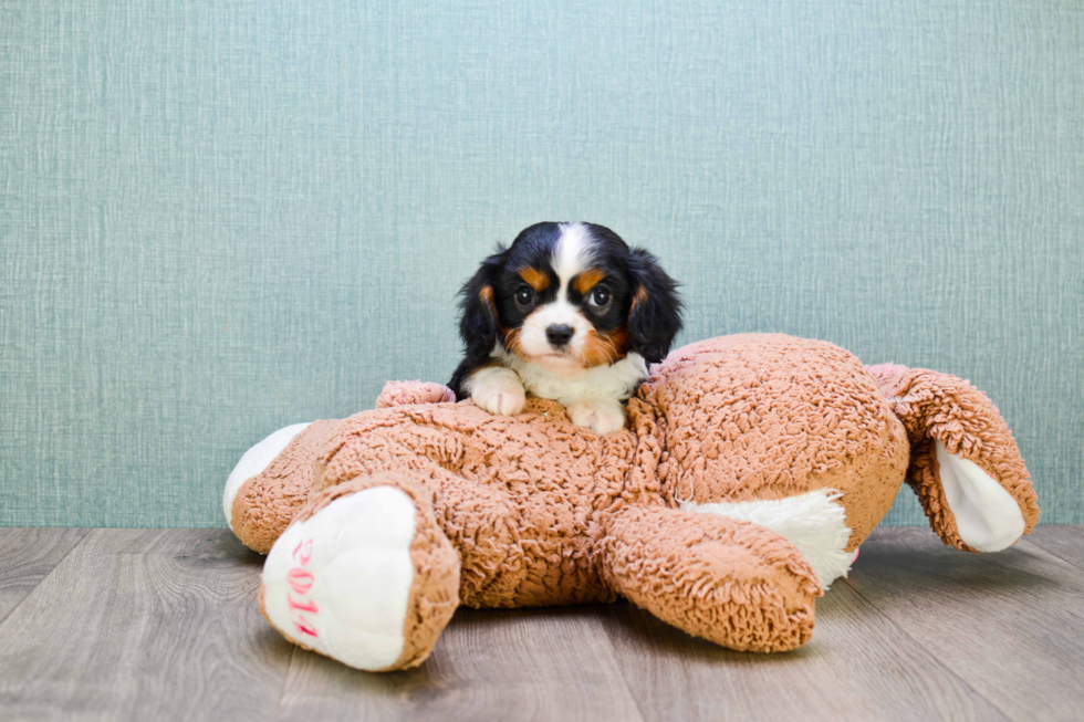 Adorable Cavalier King Charles Spaniel Purebred Puppy