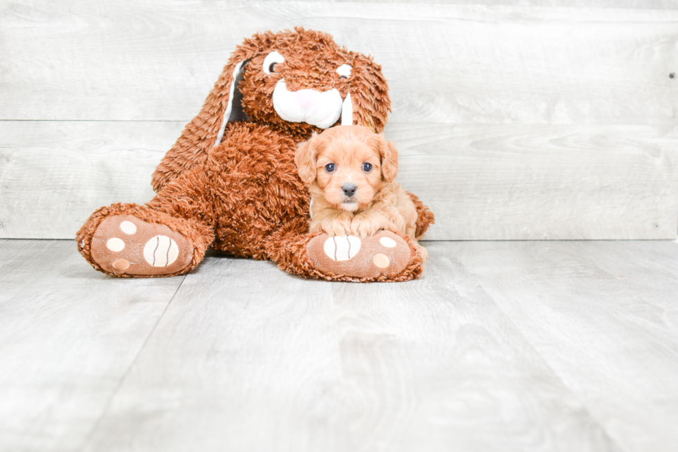 Cavapoo Puppy for Adoption