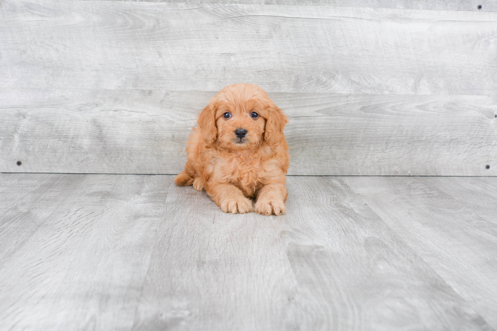 Mini Goldendoodle Puppy for Adoption