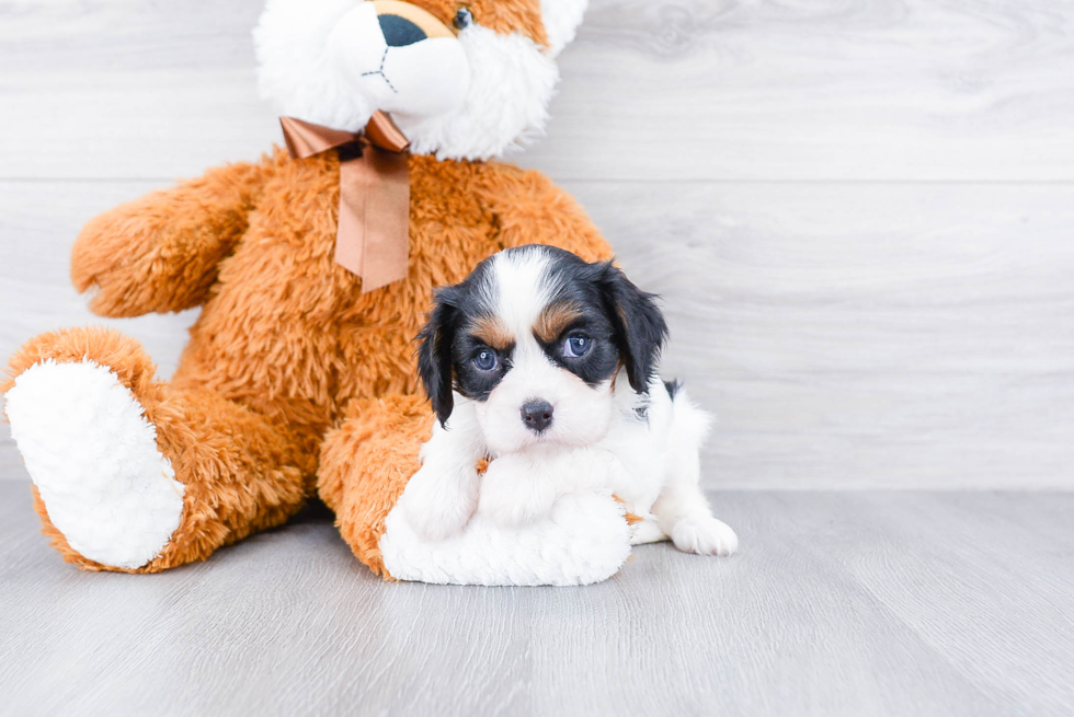 Best Cavalier King Charles Spaniel Baby