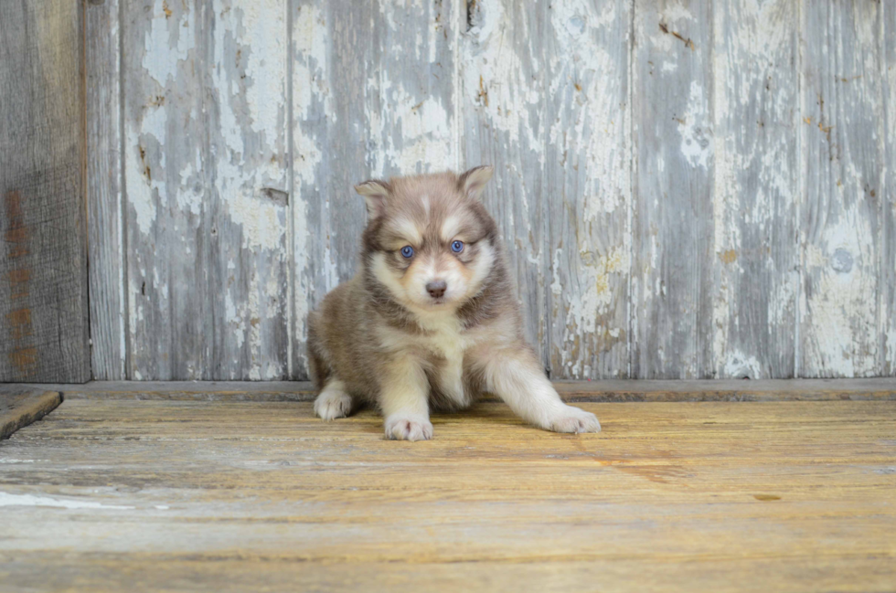 Hypoallergenic Mini Husky Designer Puppy