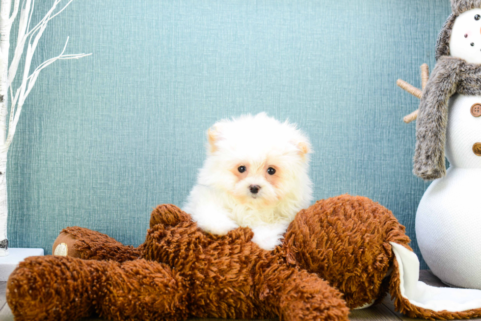 Cute Maltipom Baby