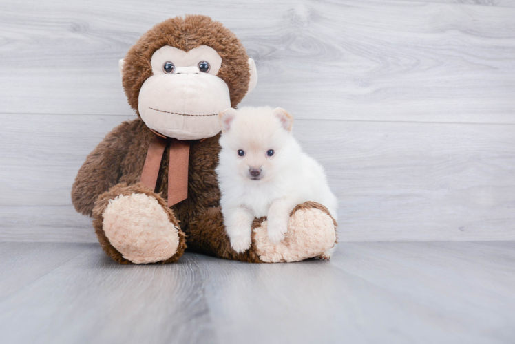 Fluffy Pomeranian Purebred Puppy