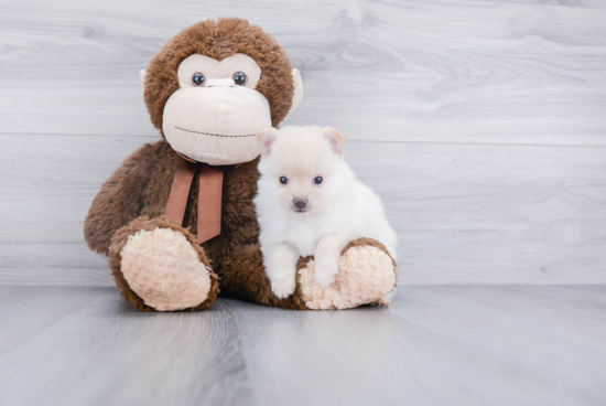 Fluffy Pomeranian Purebred Puppy