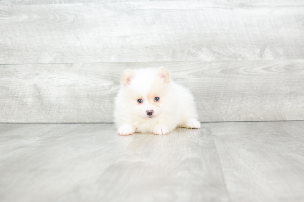 Popular Pomeranian Purebred Pup