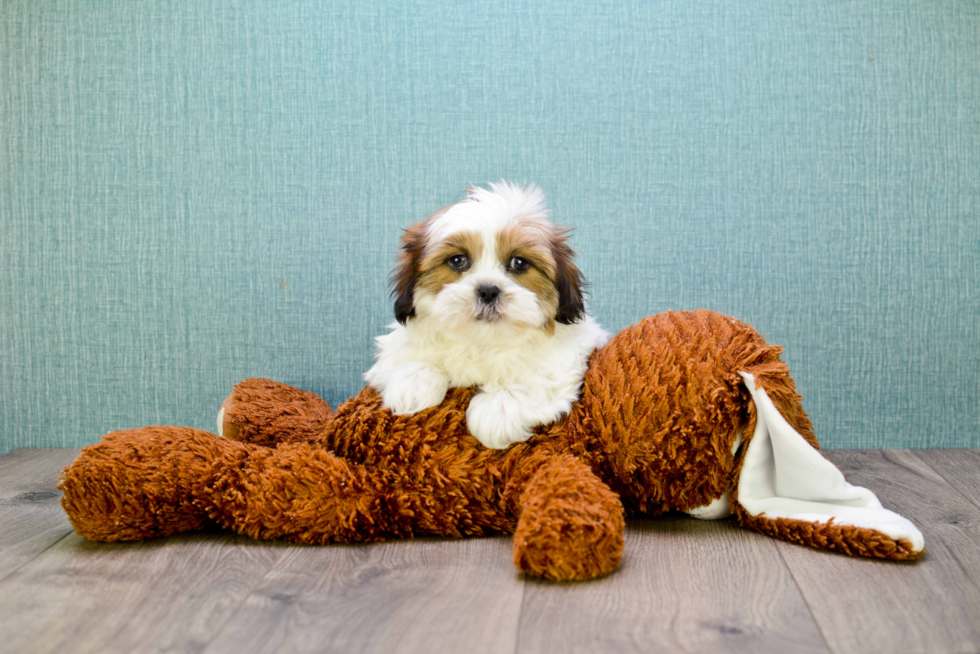 Playful Shih Tzu Baby