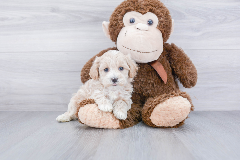 Maltipoo Pup Being Cute