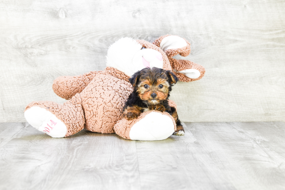 Meet Avery - our Yorkshire Terrier Puppy Photo 