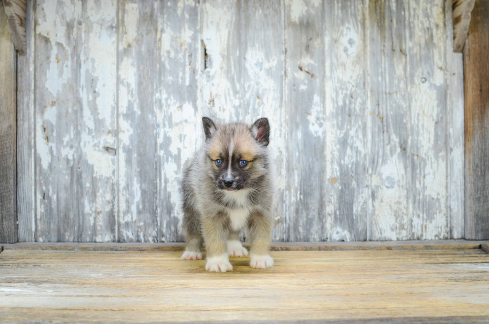 Best Pomsky Baby