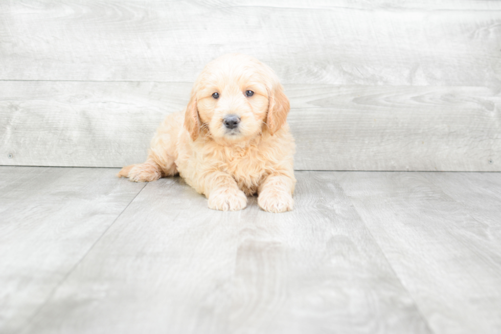 Mini Goldendoodle Puppy for Adoption