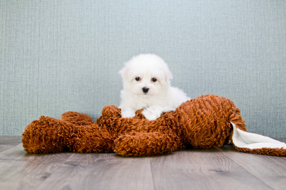 Playful Maltese Baby