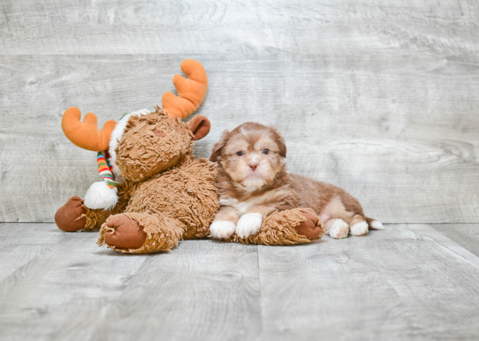 Happy Teddy Bear Baby