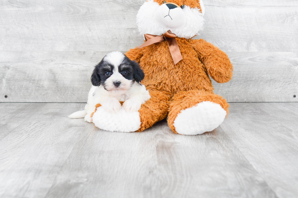 Friendly Havanese Purebred Pup