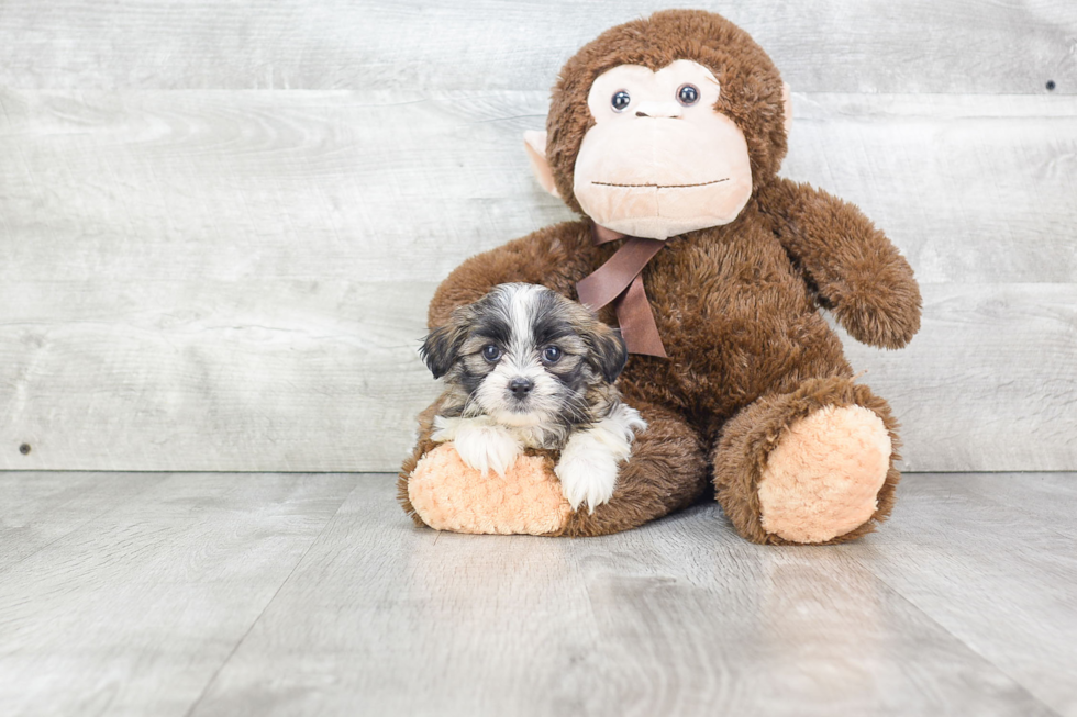 Teddy Bear Pup Being Cute