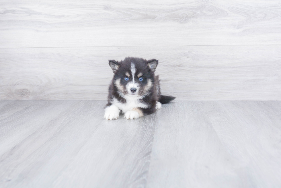 Energetic Mini Husky Designer Puppy