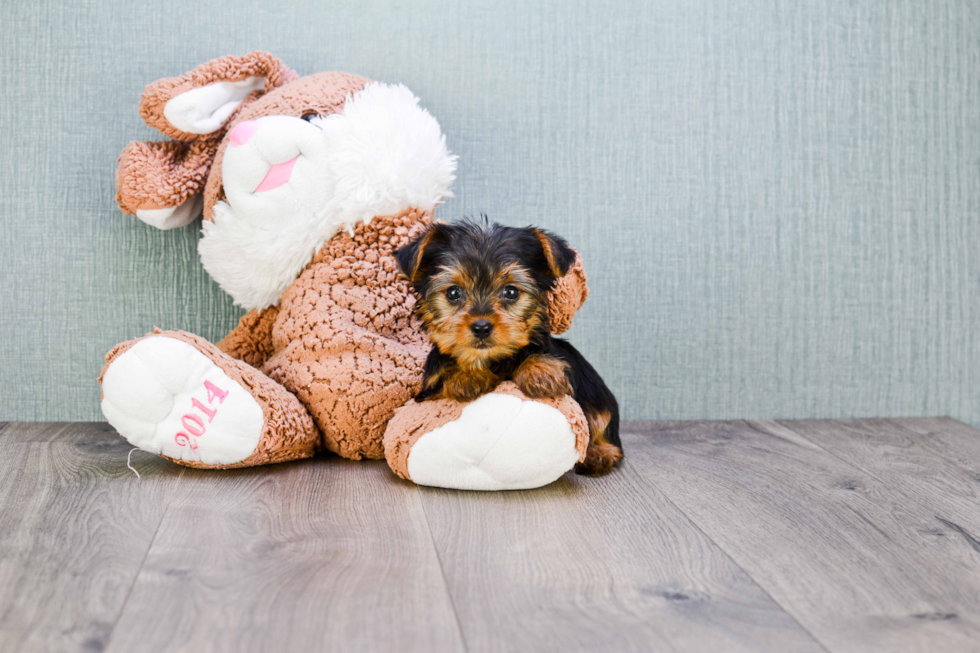 Meet Joey - our Yorkshire Terrier Puppy Photo 