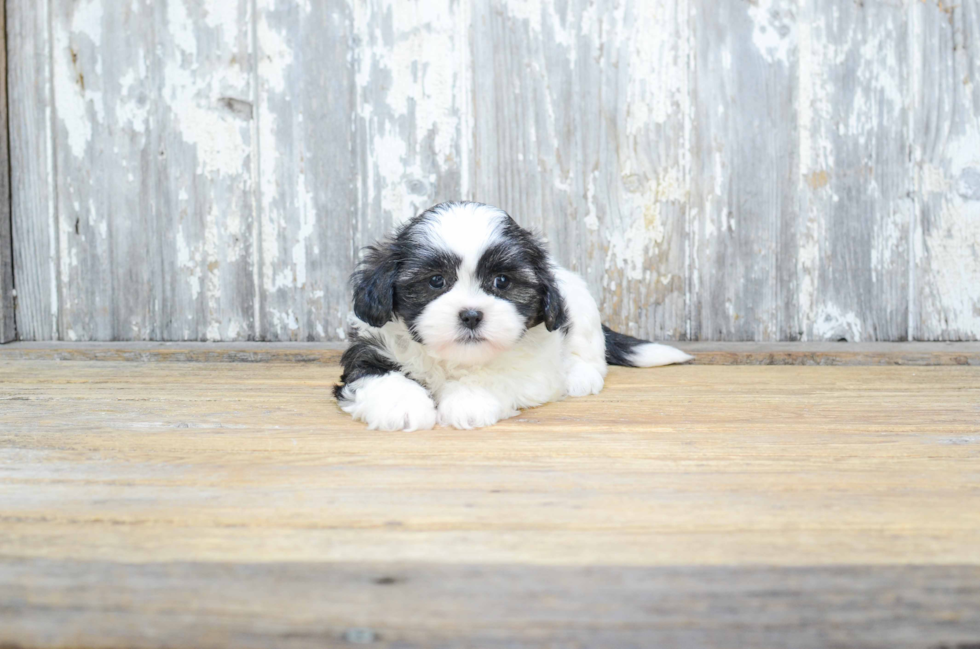 Teddy Bear Pup Being Cute