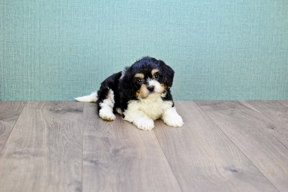 Small Cavachon Baby