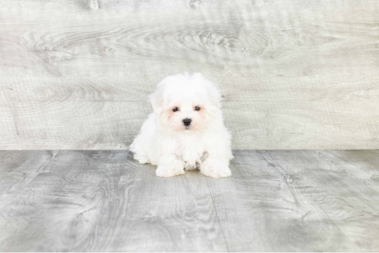 Maltipoo Puppy for Adoption