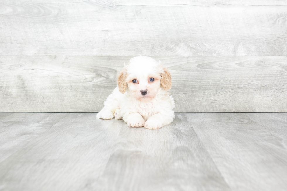 Sweet Cavachon Baby