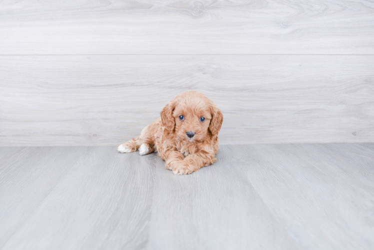 Hypoallergenic Cavoodle Poodle Mix Puppy