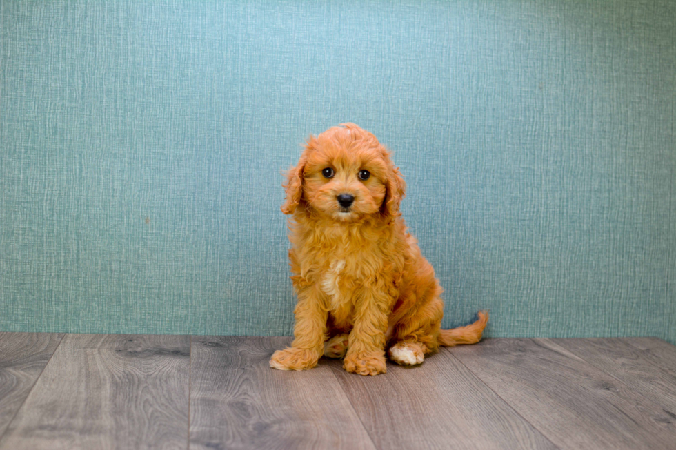 Friendly Cavapoo Baby