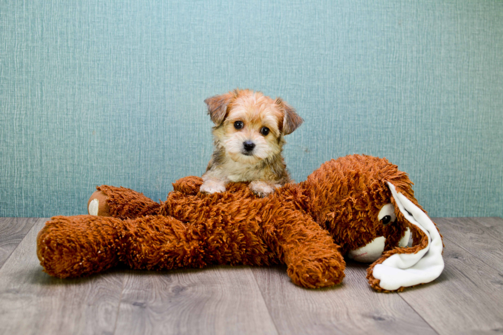 Adorable Yorkie Designer Puppy