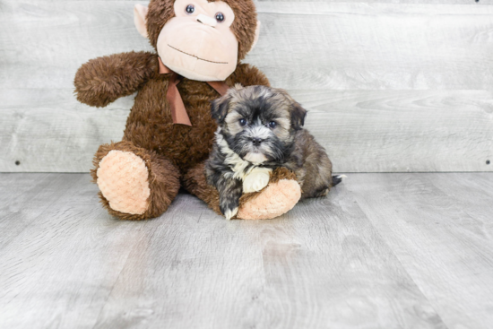 Friendly Havanese Purebred Pup