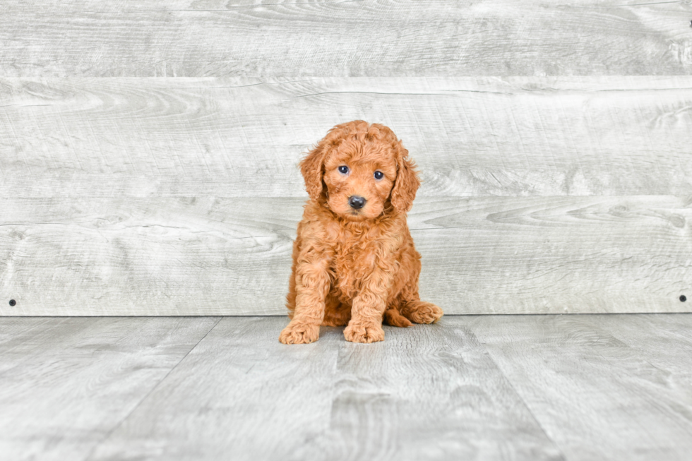 Best Mini Goldendoodle Baby