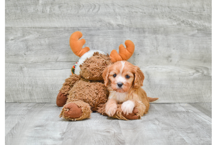 Best Cavapoo Baby